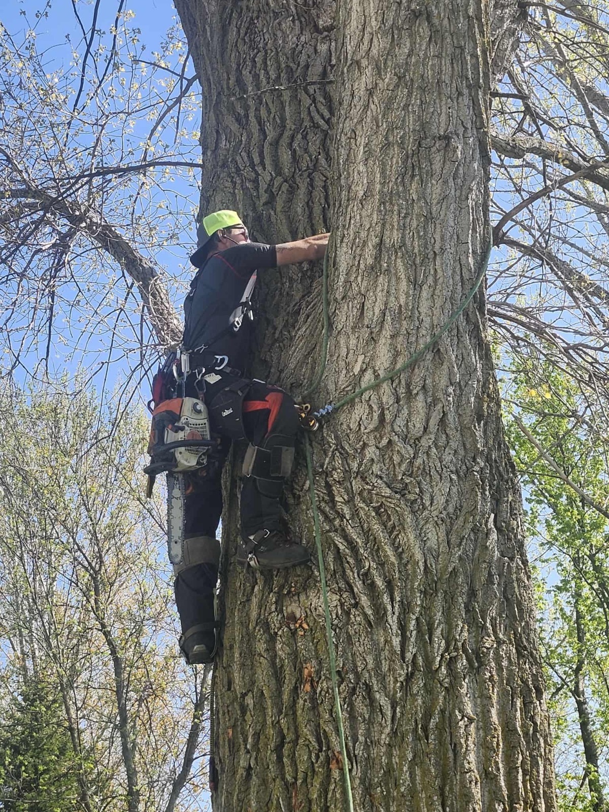 Emergency tree services